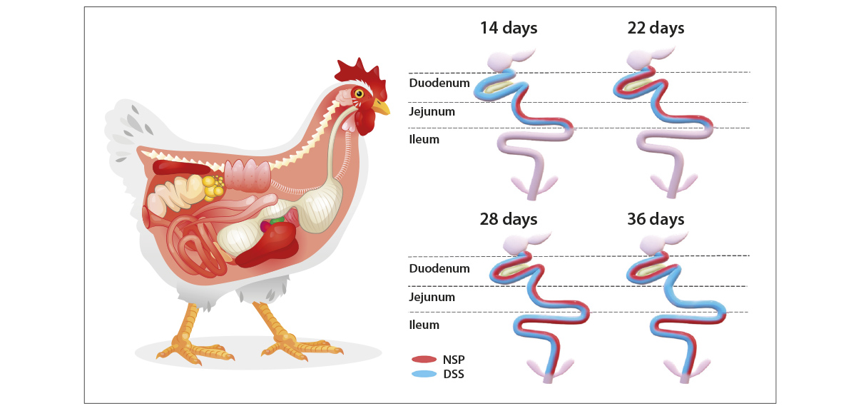 chronic-gut-inflammation-a-hidden-cost-innovad