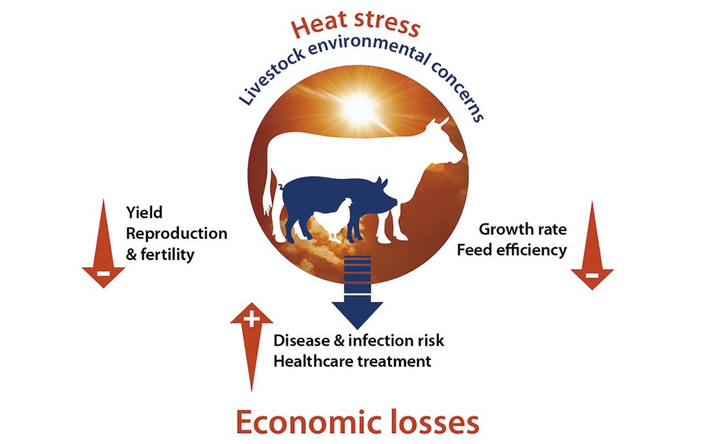 Heat Stress Impact On Animal Health Revenue And Productivity Innovad